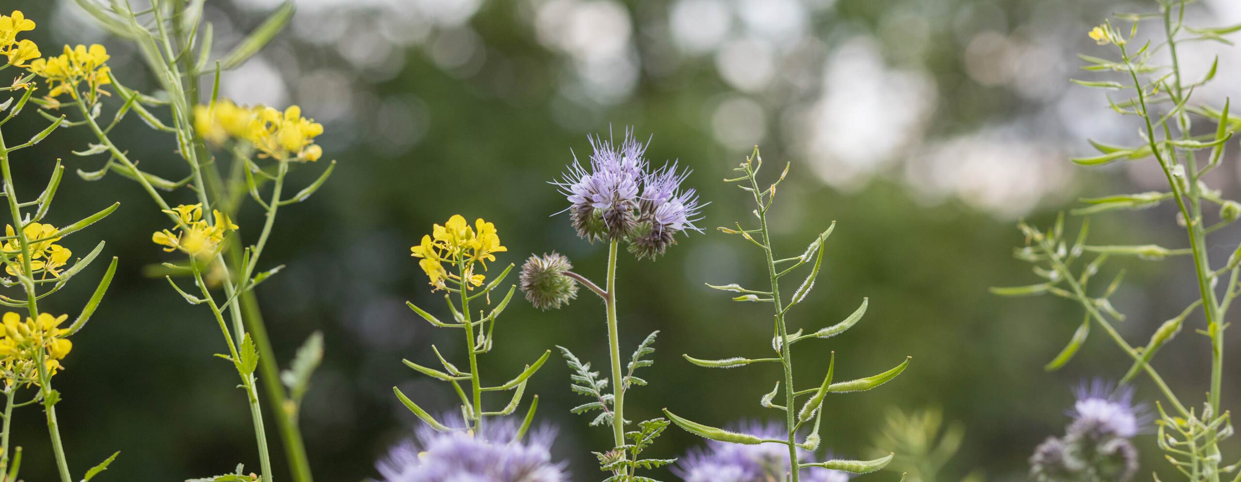 Symbolbild Blumen